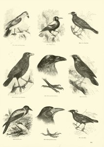 Page from The Pictorial Museum of Animated Nature by English School