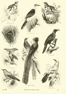 Page from The Pictorial Museum of Animated Nature by English School