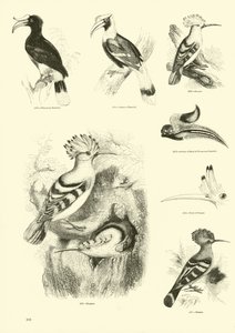 Page from The Pictorial Museum of Animated Nature by English School