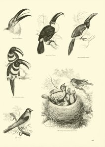 Page from The Pictorial Museum of Animated Nature by English School