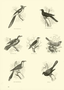 Page from The Pictorial Museum of Animated Nature