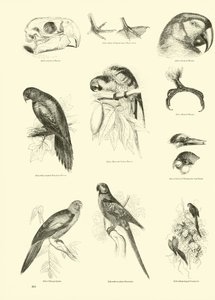 Page from The Pictorial Museum of Animated Nature by English School