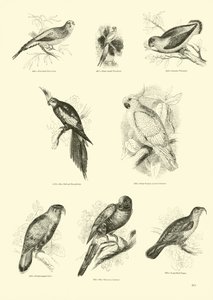 Page from The Pictorial Museum of Animated Nature