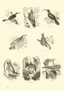 Page from The Pictorial Museum of Animated Nature