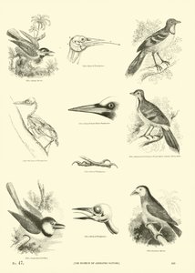 Page from The Pictorial Museum of Animated Nature by English School