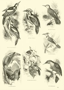 Page from The Pictorial Museum of Animated Nature by English School