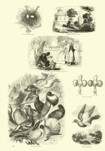 Page from The Pictorial Museum of Animated Nature