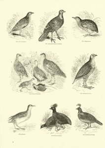 Page from The Pictorial Museum of Animated Nature by English School