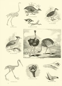 Page from The Pictorial Museum of Animated Nature by English School