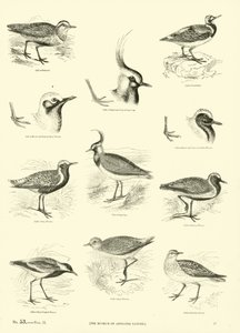 Page from The Pictorial Museum of Animated Nature by English School