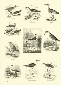 Page from The Pictorial Museum of Animated Nature by English School