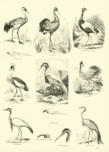 Page from The Pictorial Museum of Animated Nature by English School