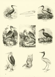 Page from The Pictorial Museum of Animated Nature
