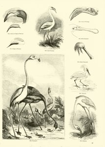 Page from The Pictorial Museum of Animated Nature