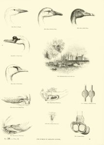Page from The Pictorial Museum of Animated Nature by English School