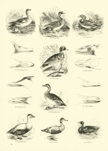Page from The Pictorial Museum of Animated Nature by English School