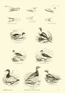 Page from The Pictorial Museum of Animated Nature by English School