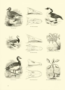 Page from The Pictorial Museum of Animated Nature