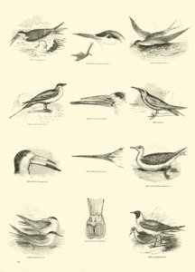 Page from The Pictorial Museum of Animated Nature by English School