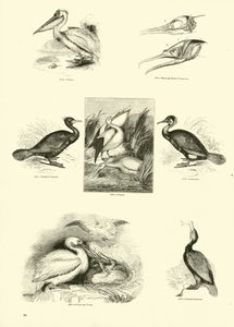 Page from The Pictorial Museum of Animated Nature by English School