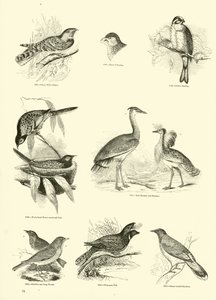 Page from The Pictorial Museum of Animated Nature