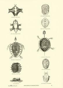 Page from The Pictorial Museum of Animated Nature by English School