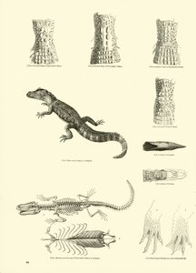 Page from The Pictorial Museum of Animated Nature by English School