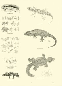 Page from The Pictorial Museum of Animated Nature by English School