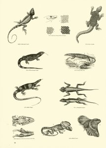 Page from The Pictorial Museum of Animated Nature by English School