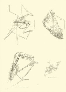 Page from The Pictorial Museum of Animated Nature by English School