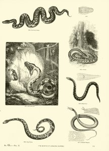 Page from The Pictorial Museum of Animated Nature by English School