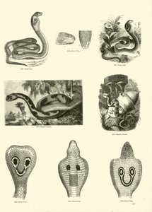Page from The Pictorial Museum of Animated Nature