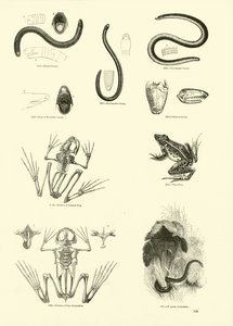 Page from The Pictorial Museum of Animated Nature by English School