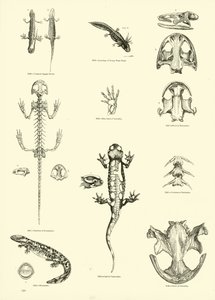Page from The Pictorial Museum of Animated Nature by English School