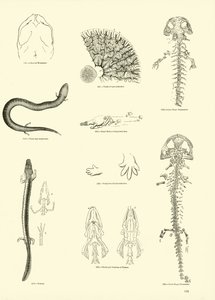 Page from The Pictorial Museum of Animated Nature by English School