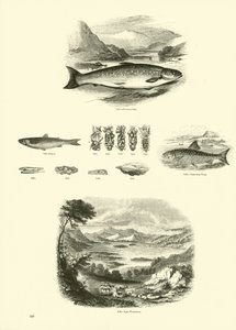 Page from The Pictorial Museum of Animated Nature by English School