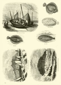 Page from The Pictorial Museum of Animated Nature by English School
