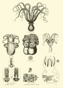 Page from The Pictorial Museum of Animated Nature by English School