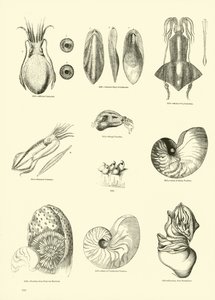 Page from The Pictorial Museum of Animated Nature by English School