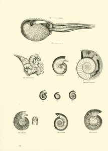 Page from The Pictorial Museum of Animated Nature by English School