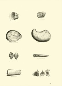 Page from The Pictorial Museum of Animated Nature