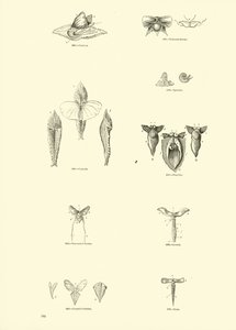 Page from The Pictorial Museum of Animated Nature by English School