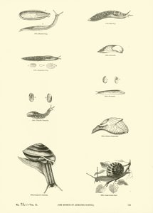 Page from The Pictorial Museum of Animated Nature by English School