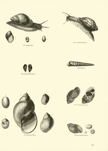Page from The Pictorial Museum of Animated Nature