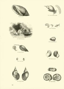 Page from The Pictorial Museum of Animated Nature by English School