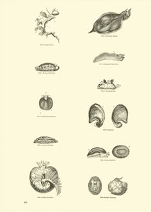 Page from The Pictorial Museum of Animated Nature by English School