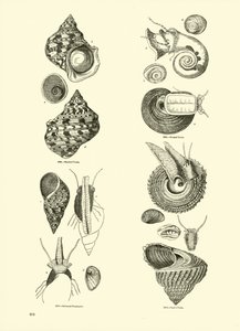 Page from The Pictorial Museum of Animated Nature by English School