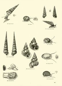 Page from The Pictorial Museum of Animated Nature by English School