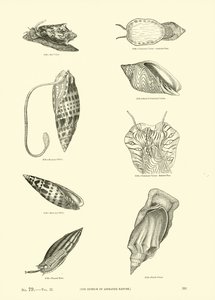 Page from The Pictorial Museum of Animated Nature by English School