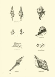 Page from The Pictorial Museum of Animated Nature by English School